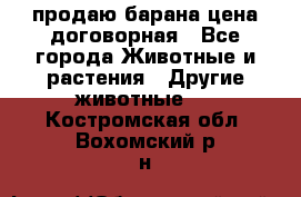 продаю барана цена договорная - Все города Животные и растения » Другие животные   . Костромская обл.,Вохомский р-н